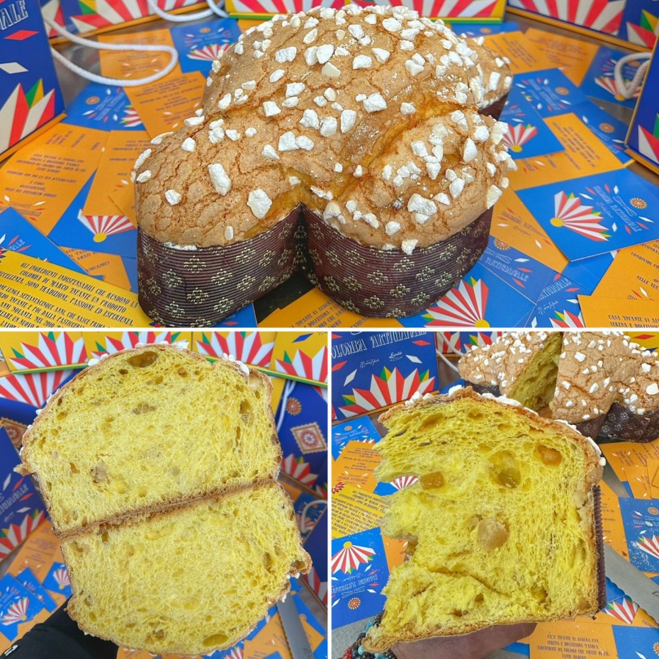 🕊️NEW ENTRY COLOMBA 2023: Colomba Sud 💛